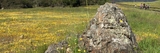 Wildflower Bloom at Edgewood Park